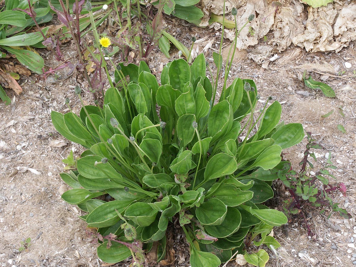 Plantago lanceolata